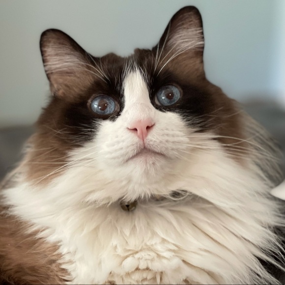 Meet your Posher, Jan - Picture 1 of 1